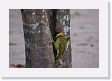 05-009 * Green-barred Woodpecker * Green-barred Woodpecker